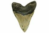 Serrated, Fossil Megalodon Tooth - North Carolina #378027-2
